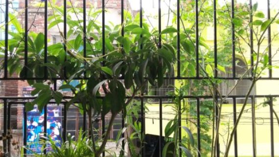 Garden image:Balcony garden with Chikoo plant